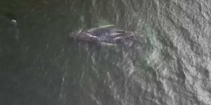 Φάλαινα στη Βαλτική