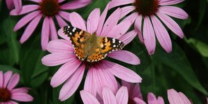 Πεταλούδα πάνω σε λουλούδι 