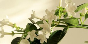 Το κομψό φυτό που γεμίζει τον κήπο με άρωμα και μπορεί άνετα να καλλιεργηθεί και σε γλάστρα