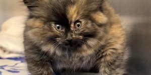 H Ζόε, μια γάτα που μοιάζει με φουσκωμένο μπαλόνι