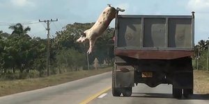 γουρουνι πηδαει