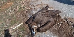 Περιστατικό πιθανής δηλητηρίασης μαυρογύπα στη Δαδιά