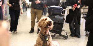 καφε σκυλος