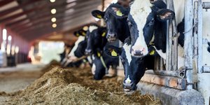 Foot-and-Mouth Outbreak Triggers Strict Animal Ban