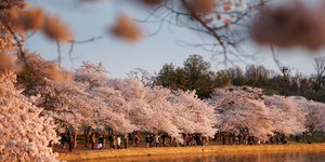 Ανθισμένες κερασιές
