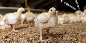 κοτοπουλάκια