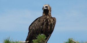 Μαζική θανάτωση Μαυρόγυπων στο Δάσος Δαδιάς