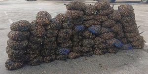 όστρακα Μυτιλήνη