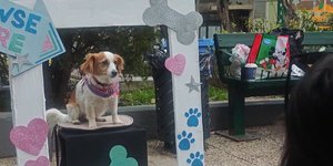 Φωτογράφιση τετράποδων στο Παγκράτι