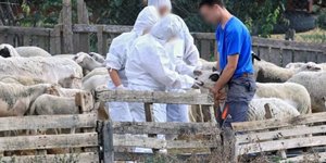 Κρούσματα αφθώδους πυρετού στη Λέσβο