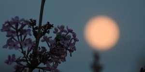 Το ροζ φεγγάρι του Απρίλη