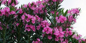 πικροδάφνη