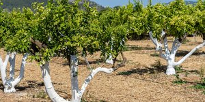 πορτοκαλιά βαμμένη άσπρη