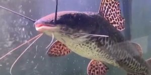 Ψάρι που διασώθηκε από pet shop κάνει «ακροβατικά» στο μεγαλύτερο ενυδρείο του κόσμου