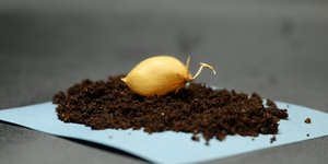 Επιστήμονες καλλιέργησαν ρεβίθια σε προσομοιωμένο σεληνιακό χώμα