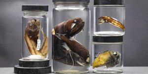 Μέρος από την συλλογή Royal D. Suttkus, την μεγαλύτερη συλλογή ιχθυολογικών δειγμάτων στον κόσμο / INSTAGRAM