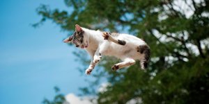 Oι γάτες προσγειώνονται πάντα στα πόδια τους