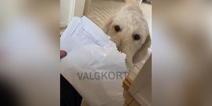 Ο σκύλος του υπουργού Παιδείας της Δανίας, του έφαγε την εκλογική κάρτα 