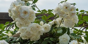 Τριαντάφυλλα/Φωτογραφία Unsplash 