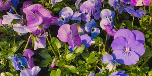 Βιολέτα/Φωτογραφία Unsplash 