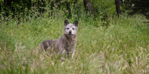 Λύκος, επιθέσεις, πρόβατα 