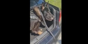 Αστυνομικός σκύλος Ακύλας 