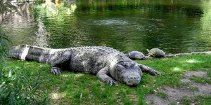 Αλιγάτορας