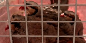 Κότες σε κοτέτσι στους Αμπελόκηπους