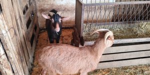 Architect and Property Developer Ran Secret Rooftop Farm With 61 Animals in Central Athens for Five Years