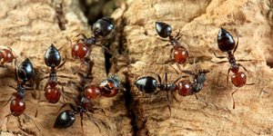 Την άνοιξη τα μυρμήγκια κάνουν την εμφάνισή τους σε αυλές, μπαλκόνια και κουζίνες   