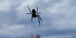 Αράχνη (AP Photo/Michael Probst)