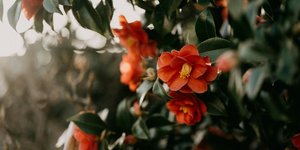 Camellia japonica/Φωτογραφία Unsplash