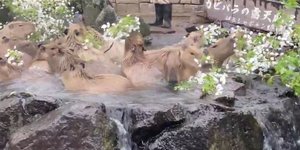 Τεράστια καπιμπάρα κάνουν «σπα» στην Ιαπωνία