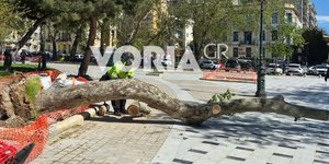 Δέντρα έπεσαν στον δήμο Θεσσαλονίκης 