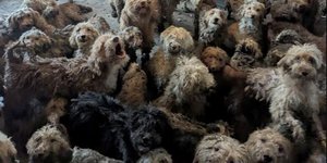 Τα άτυχα σκυλιά ζούσαν όλα μαζί σε ένα σπίτι, σε άθλιες συνθήκες 