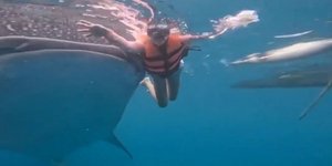 Τεράστιος φαλαινοκαρχαρίας κάνει photobombing σε τουρίστρια 