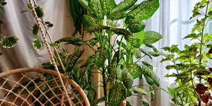 Δέντρα και φυτά