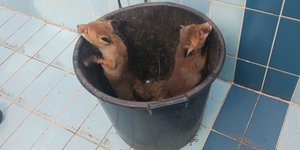 Τα χαριτωμένα αλεπουδάκια που απεγκλωβίστηκαν από πισίνα