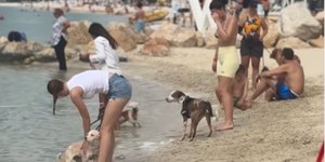 Φεστιβάλ σκύλων στο Ντουμπάι