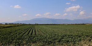 ΓΕΩΡΓΙΚΕΣ ΚΑΛΛΙΕΡΓΕΙΕΣ