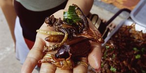 Τελικά τι επιτρέπει η ΕΕ ως προς τα βρώσιμα έντομα; 