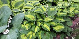 To Hosta εμποδίζει τα ζιζάνια να αναπτυχθούν στον κήπο 