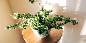 Το φυτό που αντικαθιστά τον πόθο