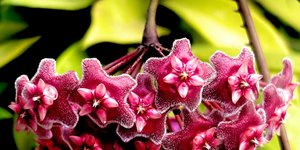 Φυτό για γλάστρα 