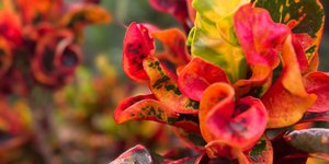 Φυτό για το Πάσχα