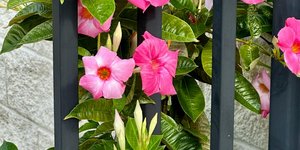 Αναρριχόμενο φυτό 