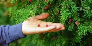 χερι κοκκινα μπιρμπιλάκια 