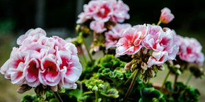 Γεράνια/Φωτογραφία Unsplash 