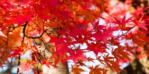 Το ιαπωνικό σφενδάμι είναι ιδιαίτερο καλλωπιστικό φυτό 