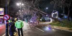 Διακοπή της κυκλοφορίας οχημάτων λόγω πτωσης δέντρου